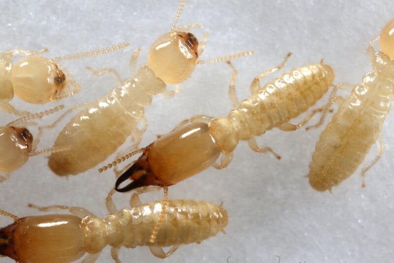 مكافحة النمل الابيض بالخبر