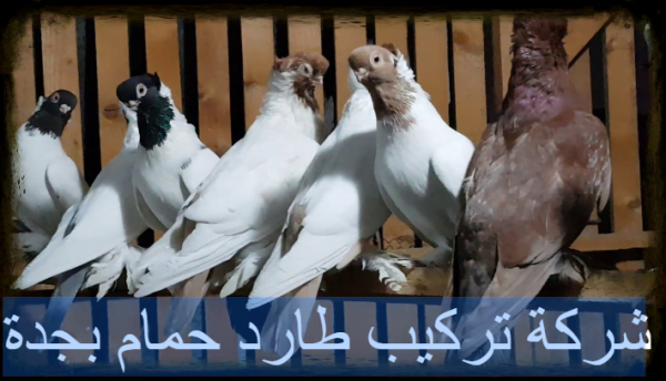 شركة تركيب طارد حمام بجدة