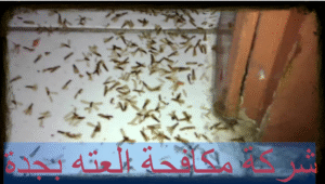 شركة مكافحة العته بجدة