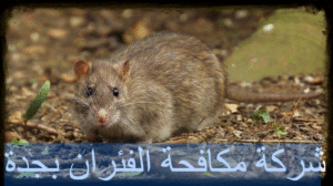 شركة مكافحة الفئران بجدة
