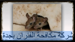 شركة مكافحة الفئران بجدة