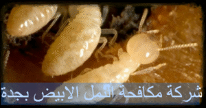 شركة مكافحة النمل الابيض بجدة