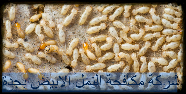 شركة مكافحة النمل الابيض بجدة