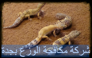 شركة مكافحة الوزع بجدة