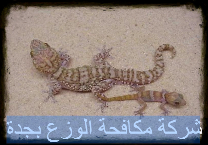 شركة مكافحة الوزع بجدة