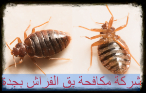 شركة مكافحة بق الفراش بجدة