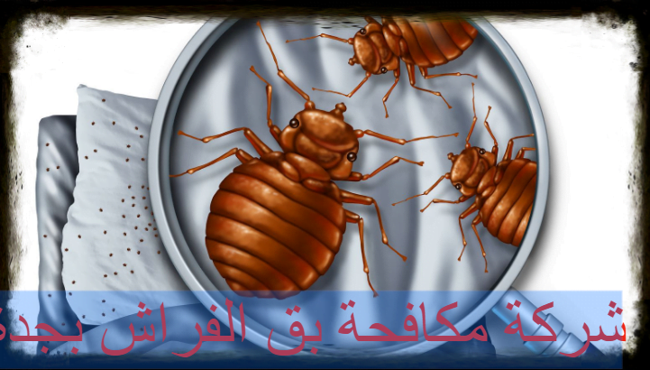 شركة مكافحة بق الفراش بجدة
