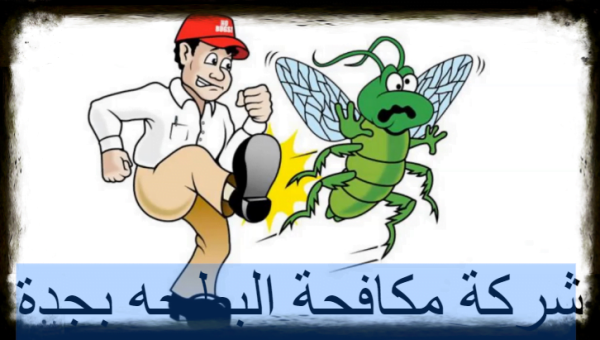 شركة مكافحة البطحه بجدة